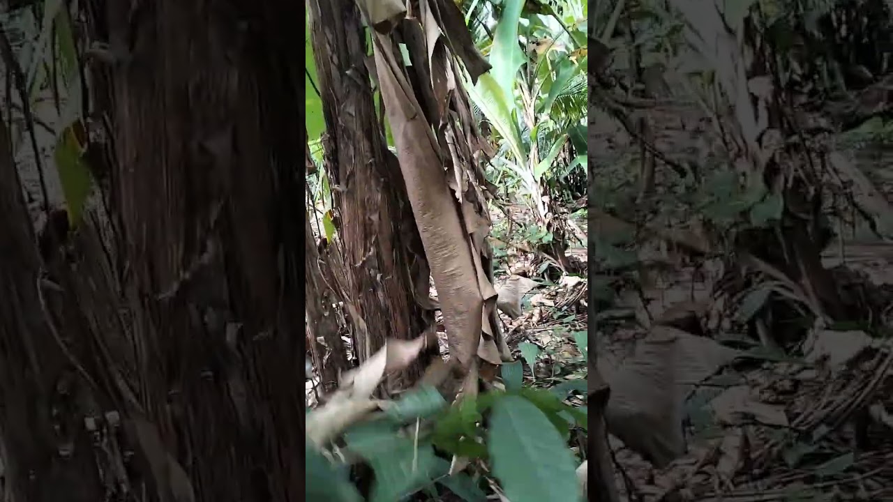 Pertumbuhan pohon duku