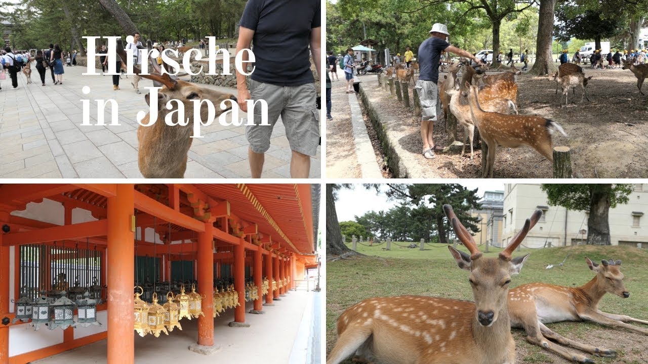Verrückte Hirsche Nara Japan