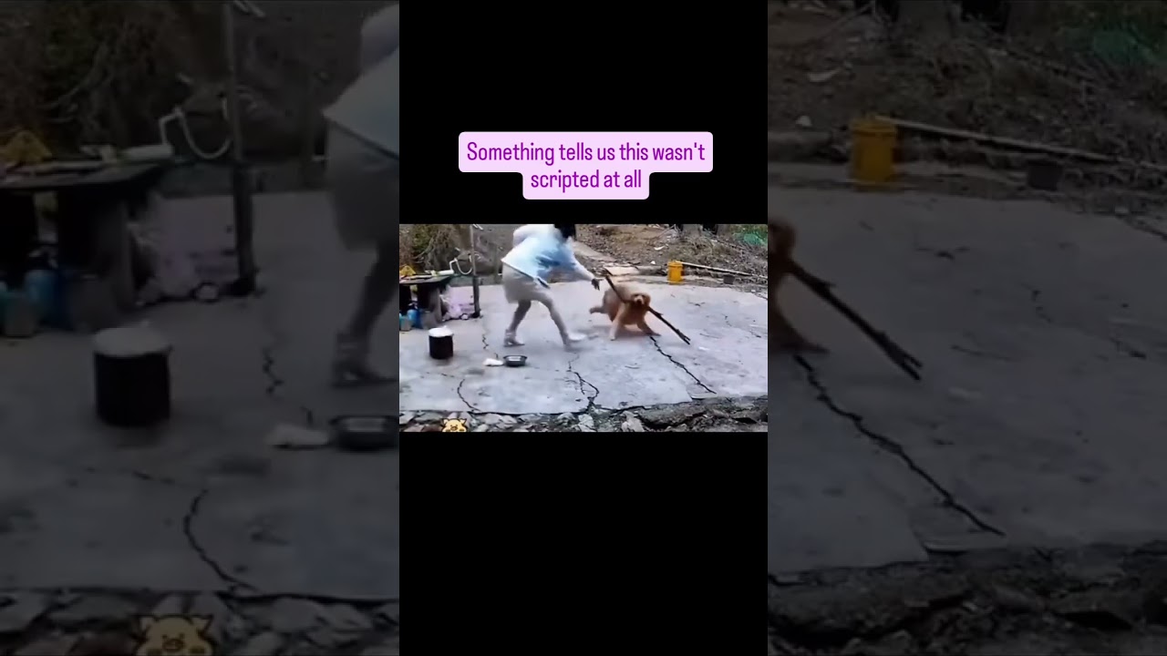 What's REALLY Going On Behind the Scenes of Scripted Events | Funny Dog Video