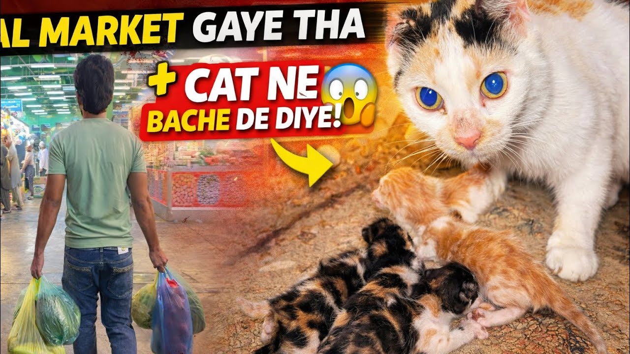 Market Se Aaye Aur Cat Ne Bache De Diye 😱 | Unexpected Day #anasksavlog #saudiaarbia #dailyvlog 