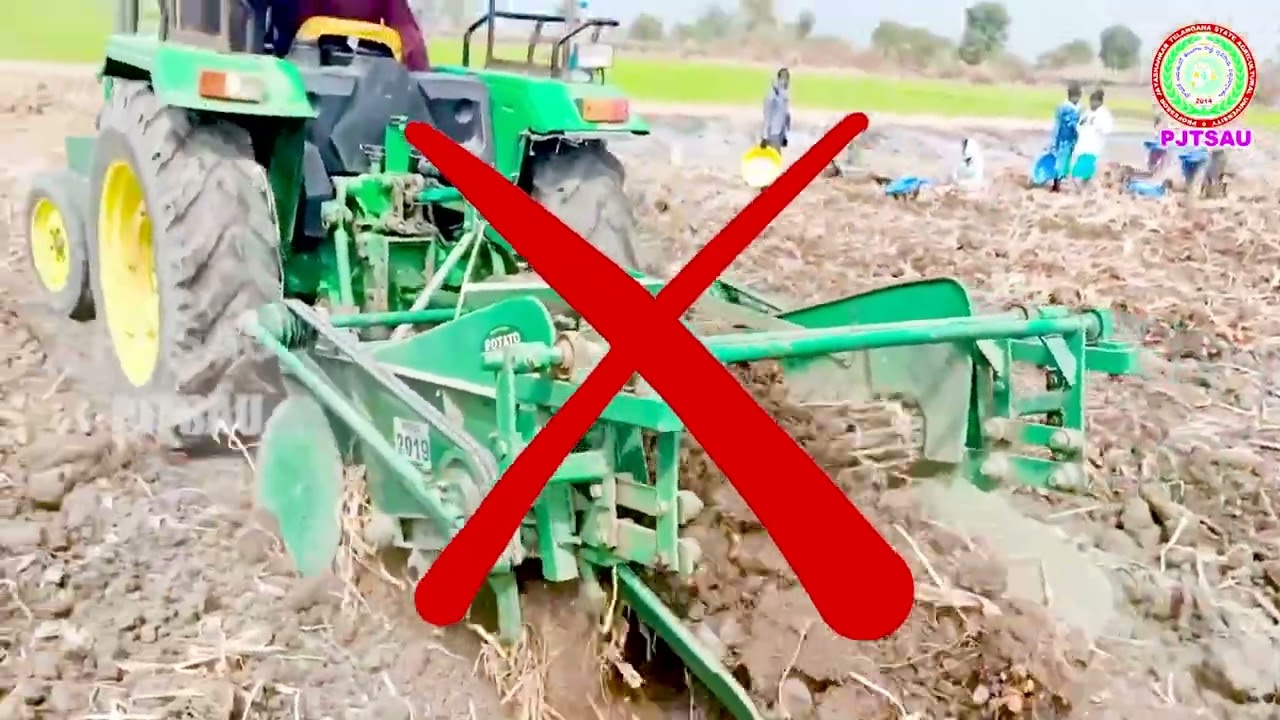 లేతఆయిల్ పాం తోటల్లో సాగు చేయదగ్గ అంతర పంటలు Intercrops inYoung oil palm crop