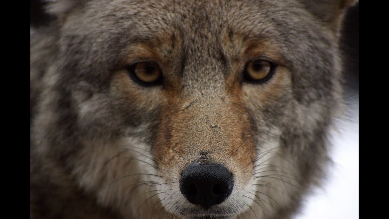 Make Your Property Predator Proof ~ Keeping Predators OUT !