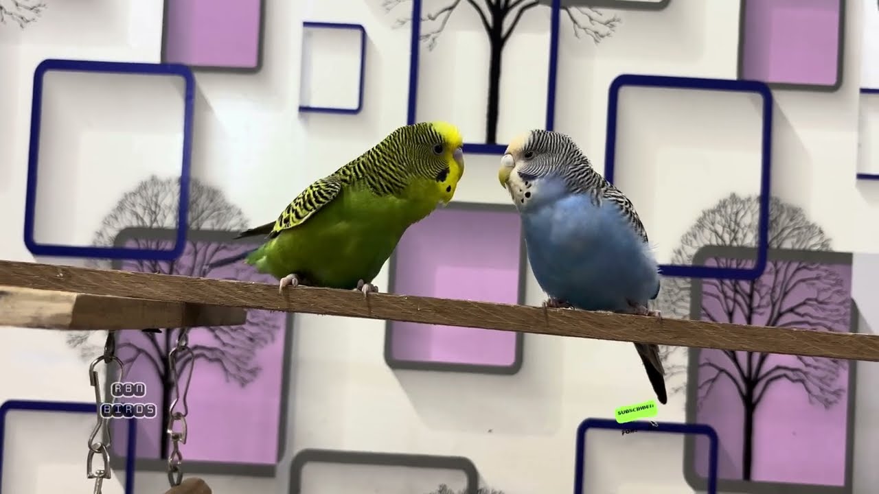Budgies love approach & singing sounds #rbnbirds #birds #pets #budgies #parrot #parakeet #lovebirds