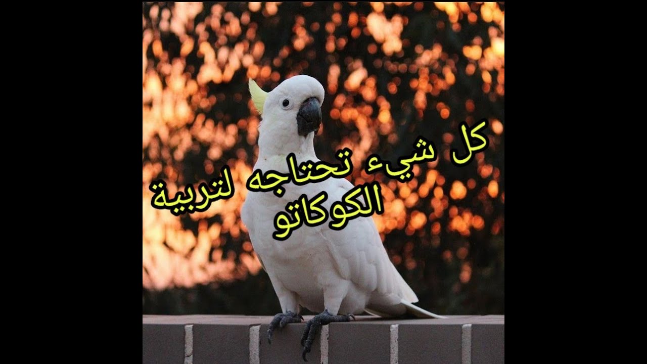 ببغاء الكوكاتو : تربيته , طريقة انتاجه