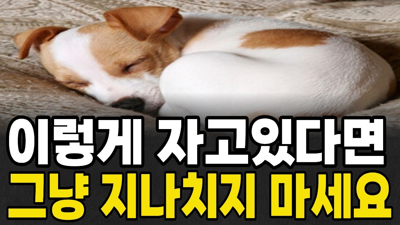 강아지잠자는 수면자세별 꼭 알아야 할 의미와 심리, 강아지 잘때 자세 왜 이렇게잘까? 강아지잘때 주의점