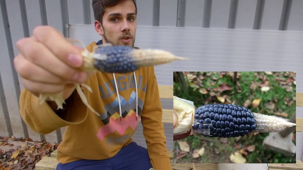 Mais Pflege und Ernte  | Popcorn Mais Blue Cuties erfolgreich anbauen #2