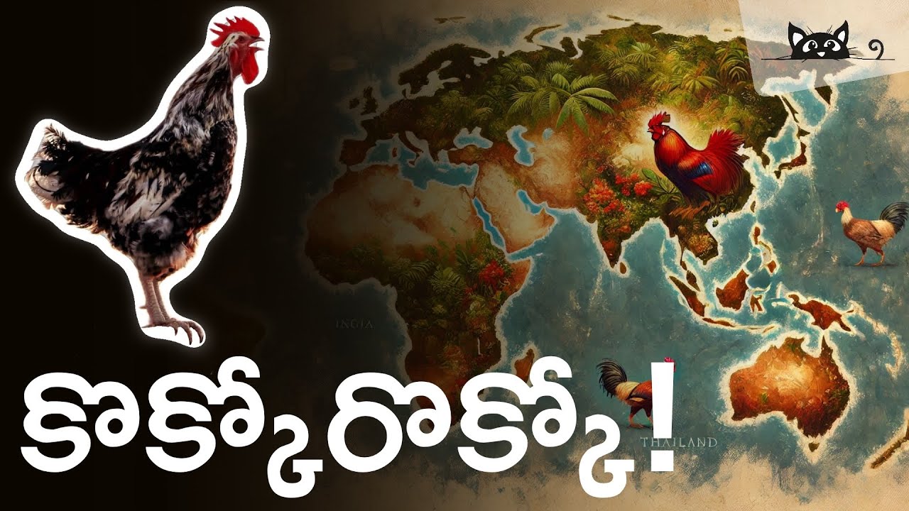 చాలా మందికి తెలియని గమ్మత్తైన విషయం… #chicken #origin of chickens #కోడి #కోళ్ల పెంపకం 