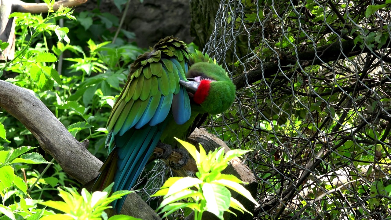 MILITARY MACAW   ARA MILITARIS MEXICANA   ZOO IN OPOLE