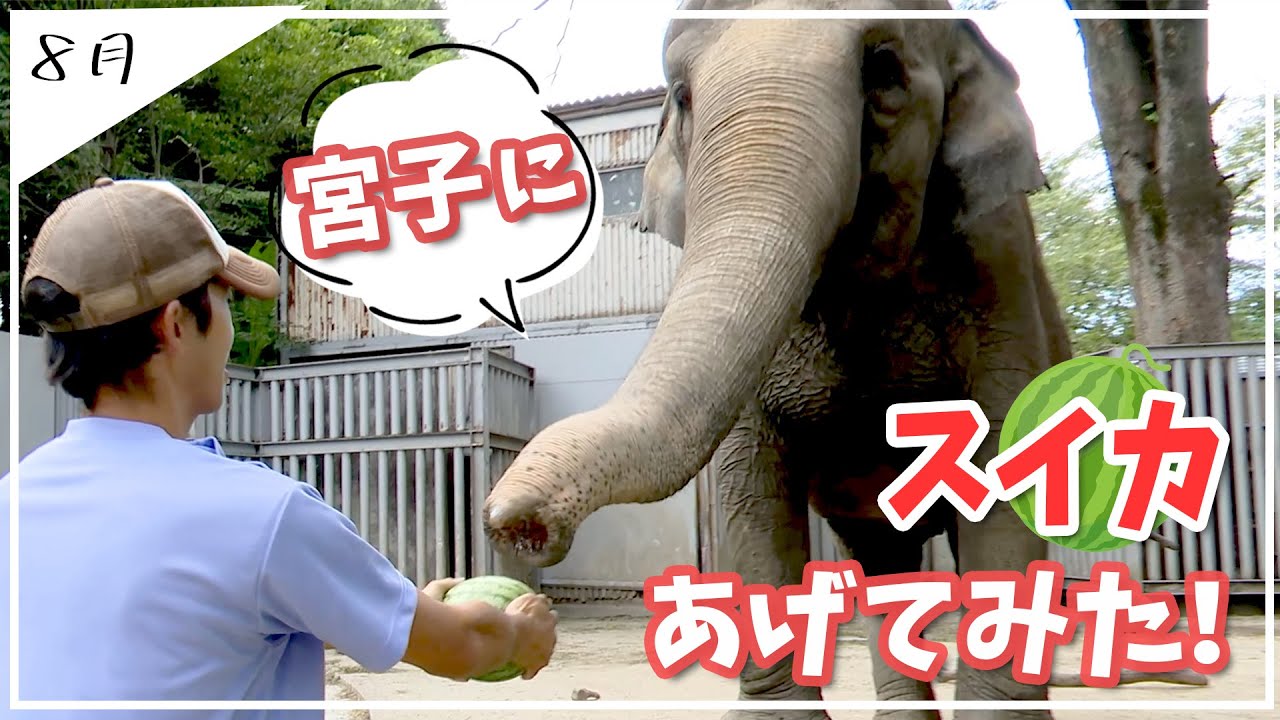 【宇都宮動物園 】のレジェンドゾウの宮子にスイカをあげてみた！