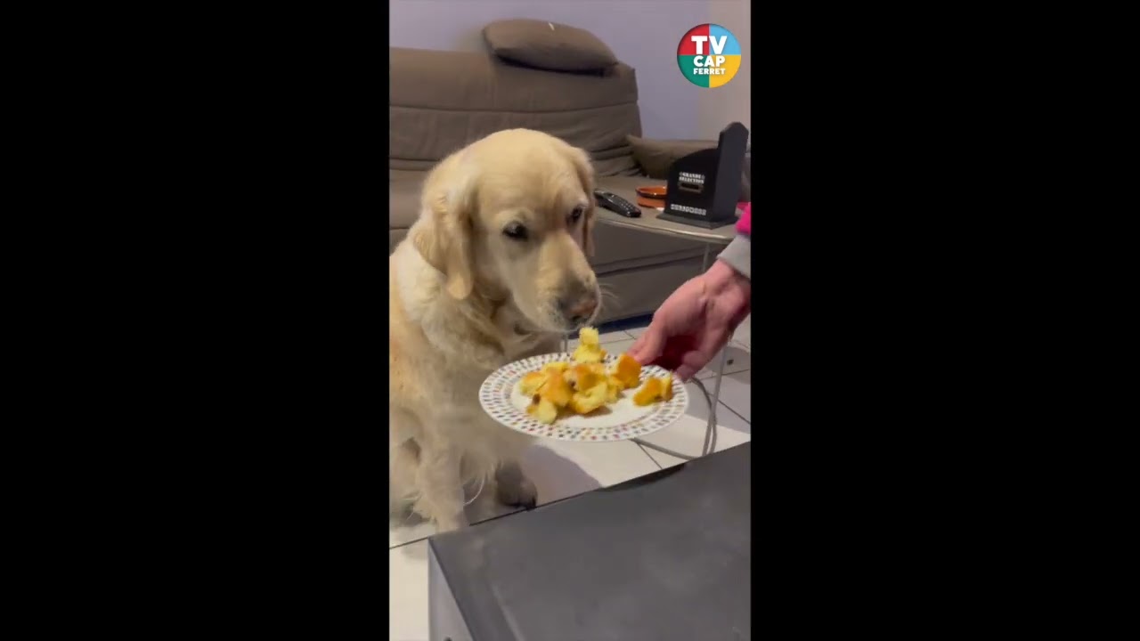 Maia, Mascotte Golden Retreiver TvCapFerret f&ecirc;te ses 7ans