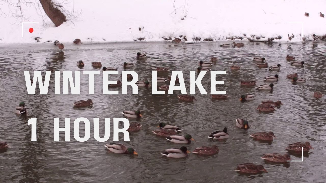 Winter Lake Ducks | 1 Hour Relaxing Nature Sounds