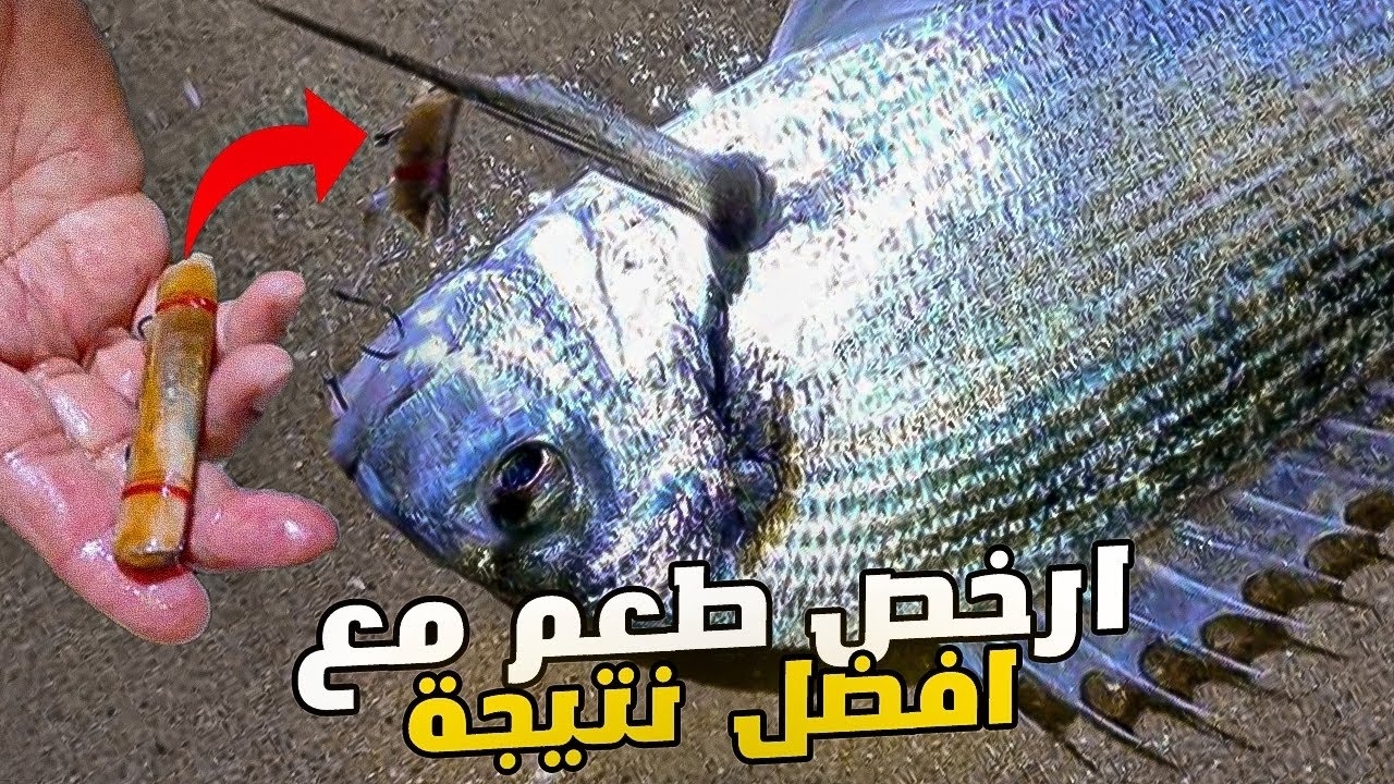 أسهل طريقة لصيد سمك الرمولي و الدورادة