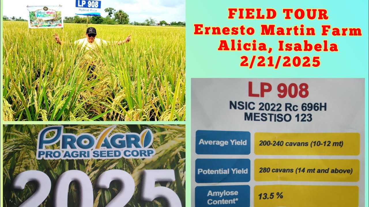 LP908 (DAMULAG) Field Tour| Ernesto Martin Farm Regional #1 Top Yielder 2024