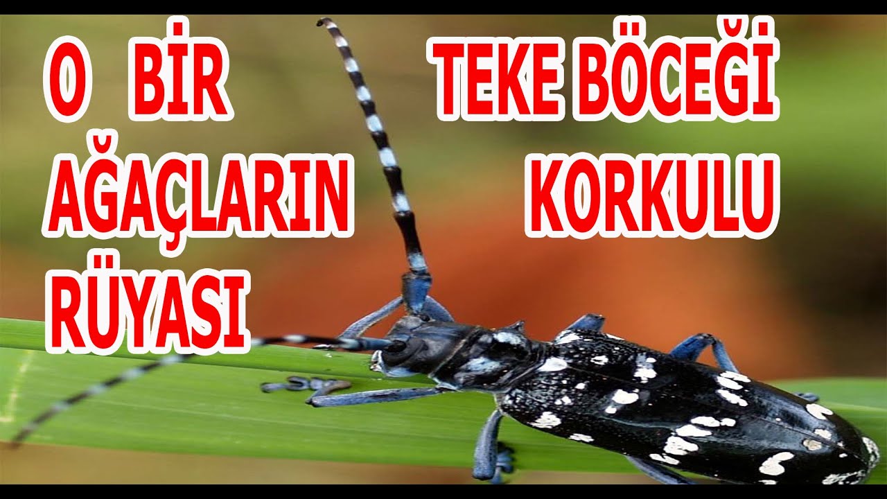 KOCAMAN ANTENLERİ İLE TEKE BÖCEĞİ KARŞINIZDA! #tekeböceği #cerambicidae #coleoptera #kavakzararlısı