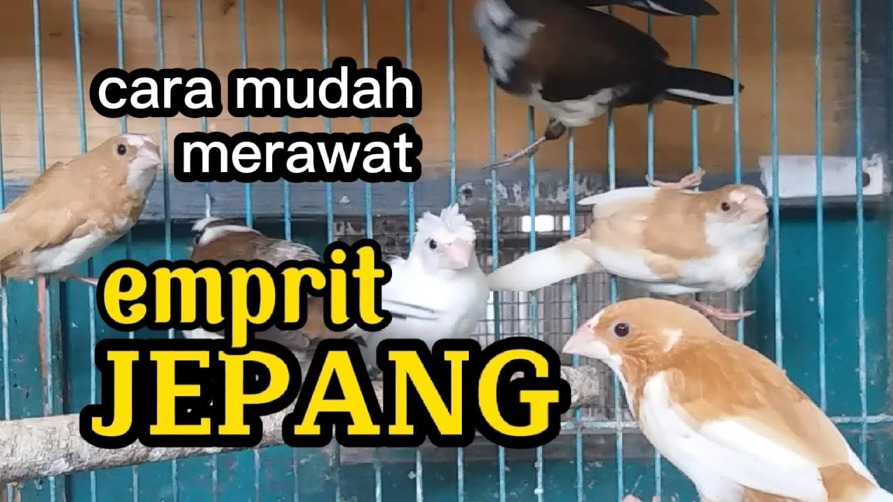 Cara merawat burung emprit jepang (emje)