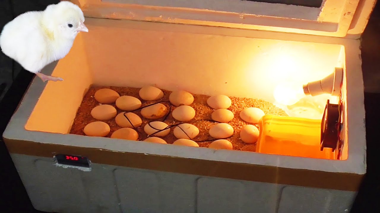 How to Make Egg Incubator at Farm | Incubator with Thermocol Box | Eggs Harvesting
