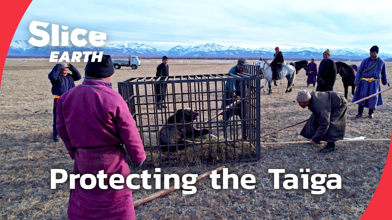 The Red Taïga mission: Preserving Mongolia’s wild heart | SLICE EARTH | FULL DOC