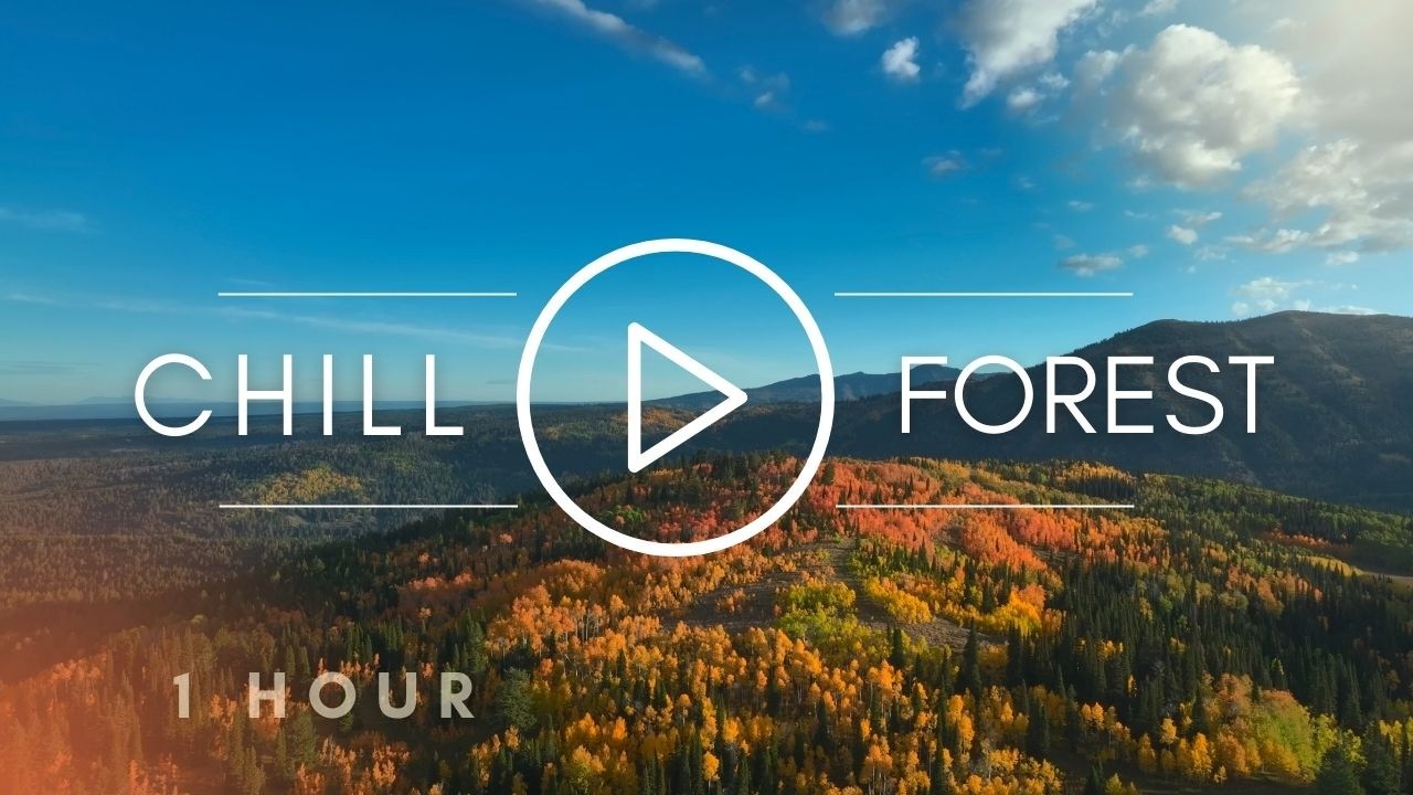 1 Hour Chill Forest 🌲 Ambient Relaxing Music | Grand Teton Fall Colors
