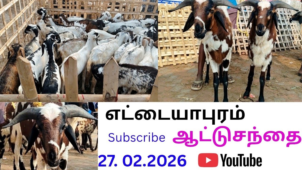 எட்டையபுரம் ஆட்டுசந்தை 27.02.2026.