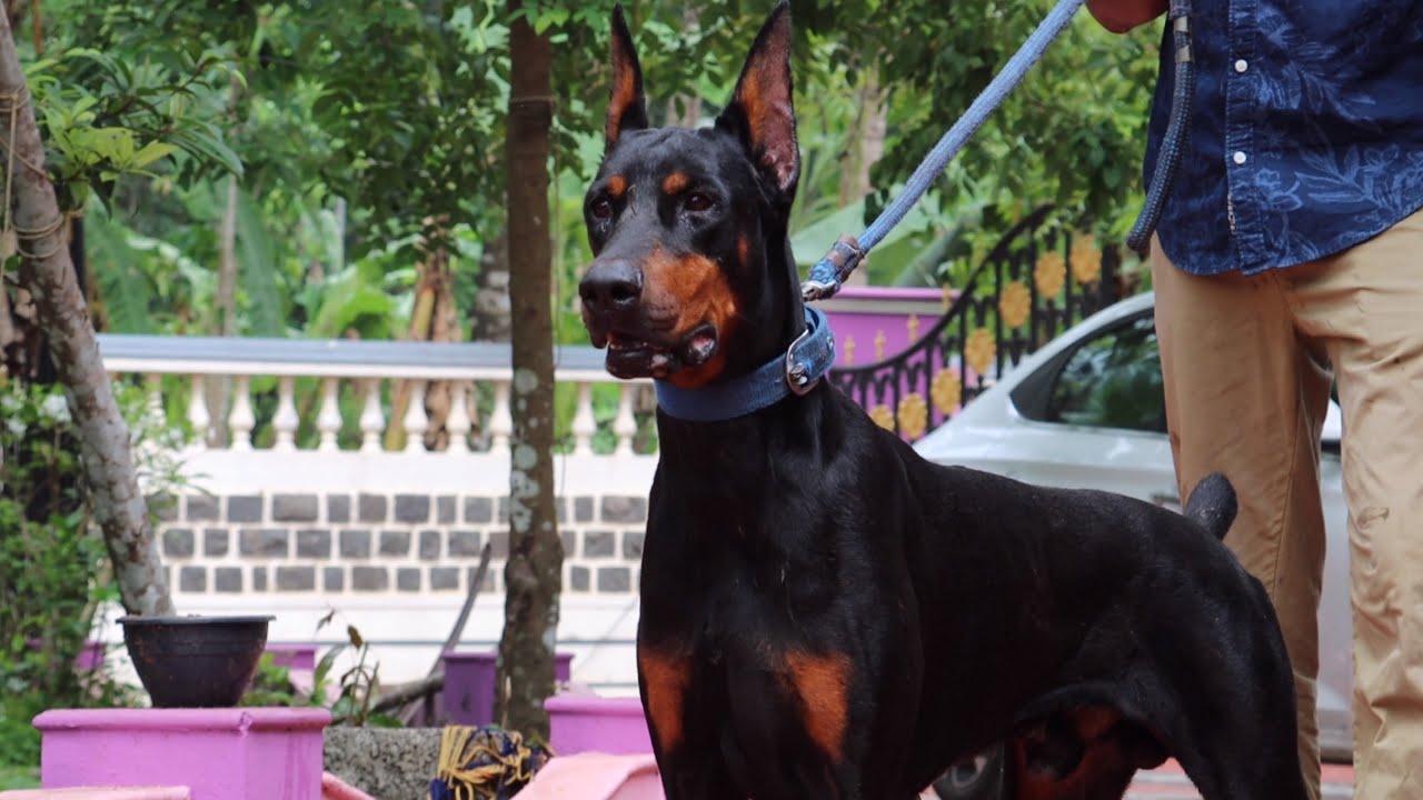 Doberman Dog Breed From Kerala India 😳