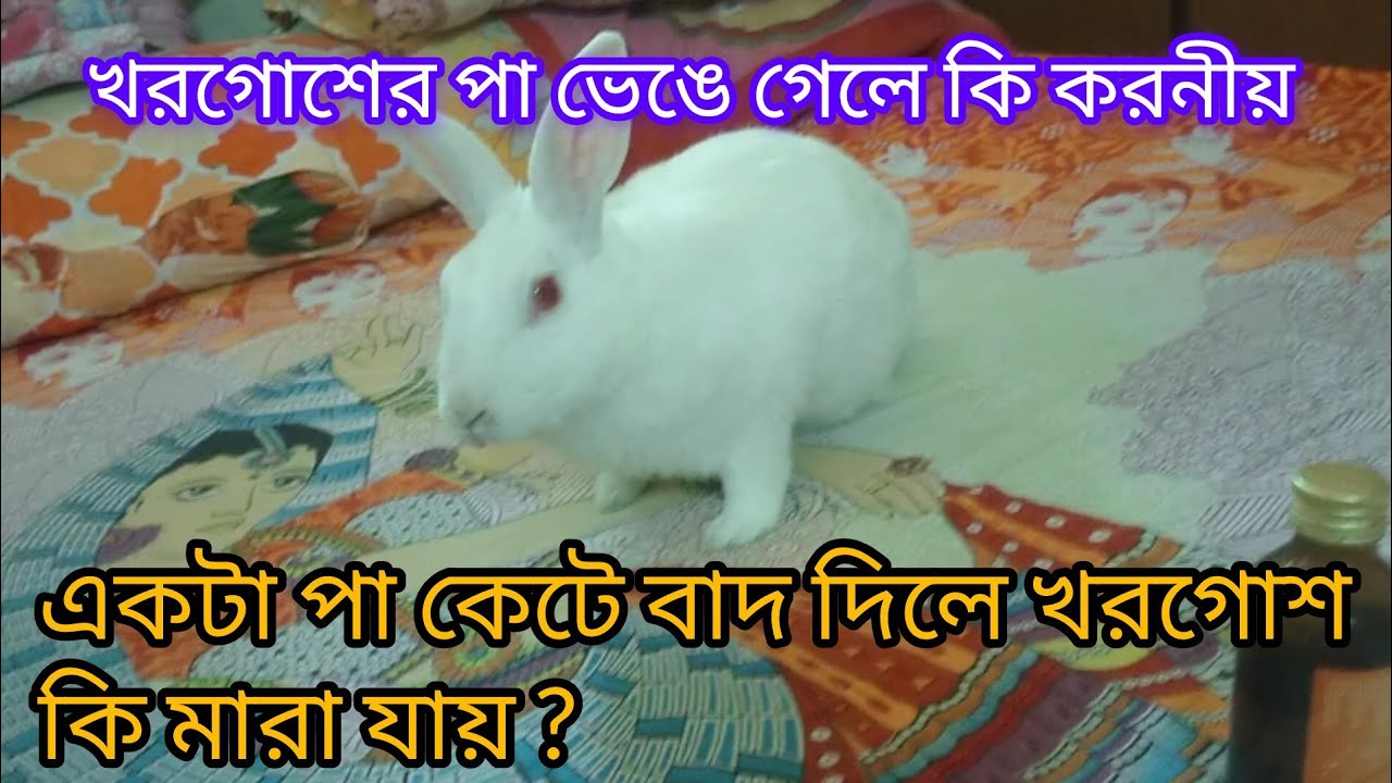 খরগোশের পা ভেঙে গেলে কি করব ? khorgosh er ekta paa kete bad dile ki khorgosh ta more Jai ?