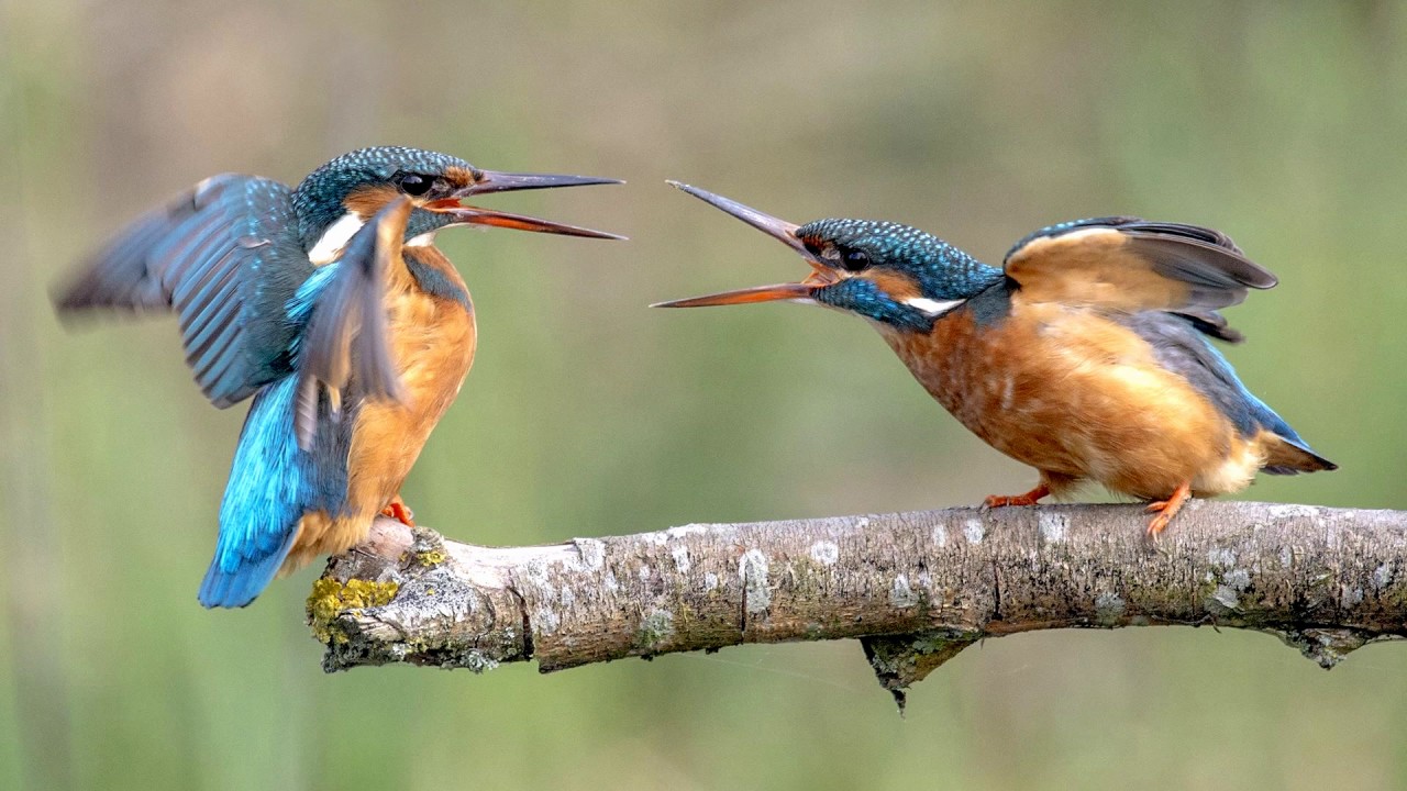 Kingfisher (HD1080p)