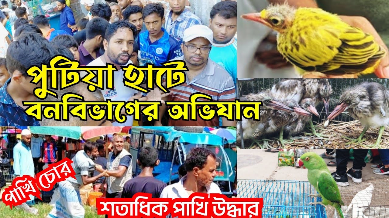 কুটুম পাখি,বগের বাচ্চা,টিয়া পাখি,শালিক পাখি উদ্ধার || বনবিভাগের চলোমান অভিযান || পুটিয়া হাট নরসিংদী