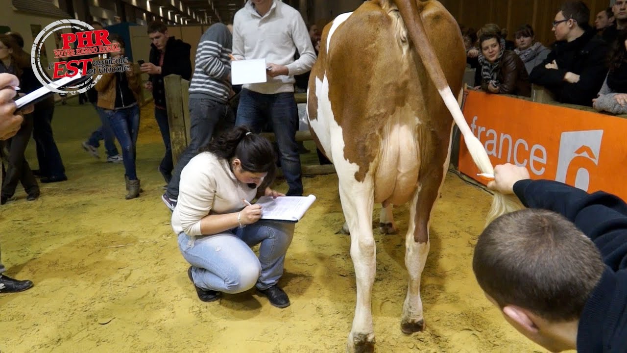Concours de jeunes pointeurs en Montbéliarde