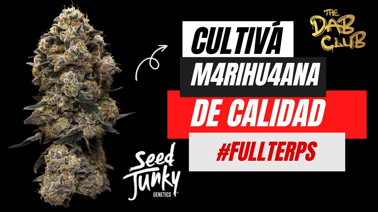 Cultivo de Cannabis en sustrato para principiantes | Ep. 1