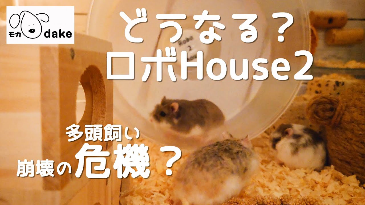 ハムスター多頭飼い 崩壊の危機！？