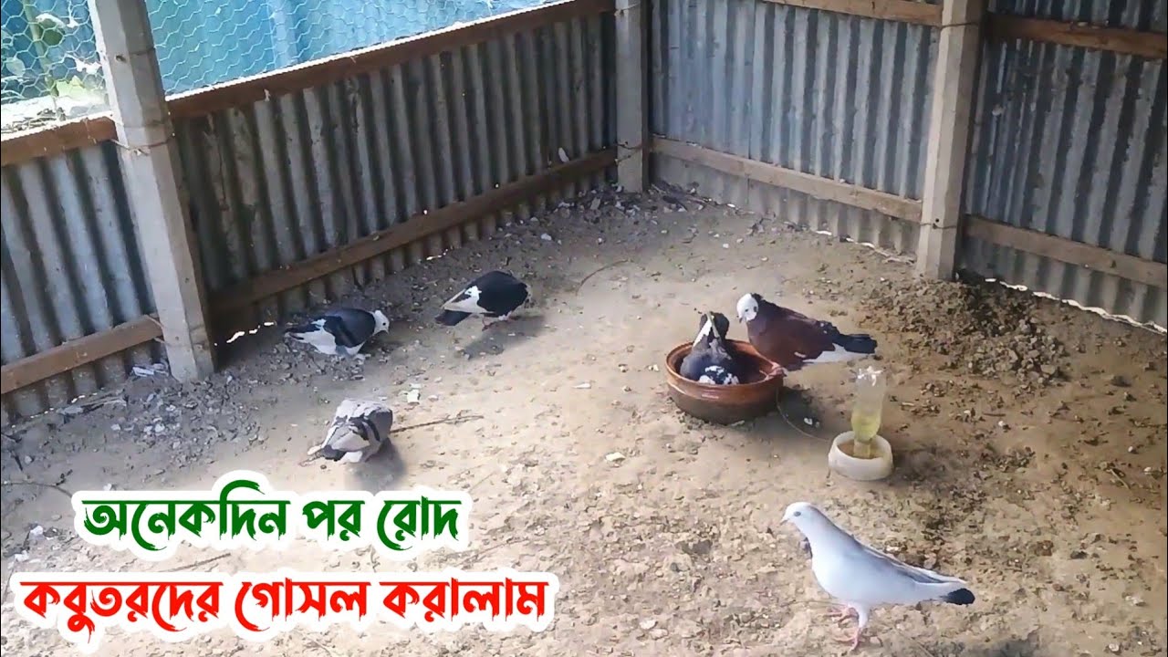 অনেকদিন পর রোদ উঠেছে, কবুতরদের গোসলের ব্যবস্থা করলাম।