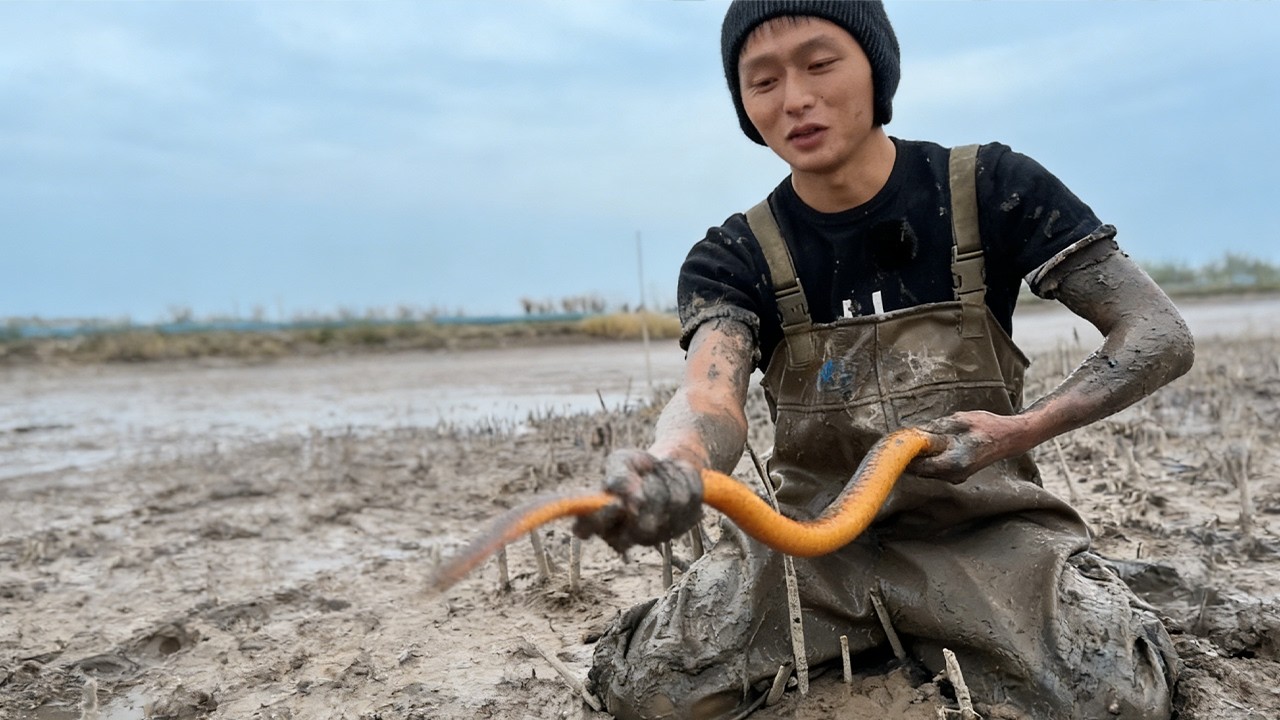 這條鱔魚是真肥，尾巴都是與眾不同的#大熱門