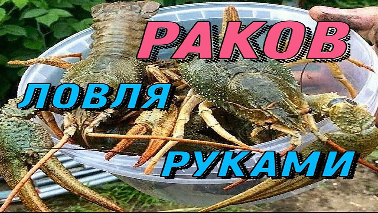 Ловля Раков Руками.Где водятся раки и как их ловить
