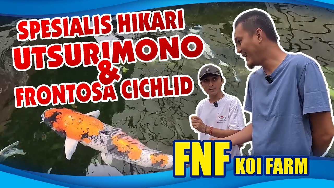 FNF KOI FARM : BREEDER TERNAMA DI BANDUNG ( PART 1 )