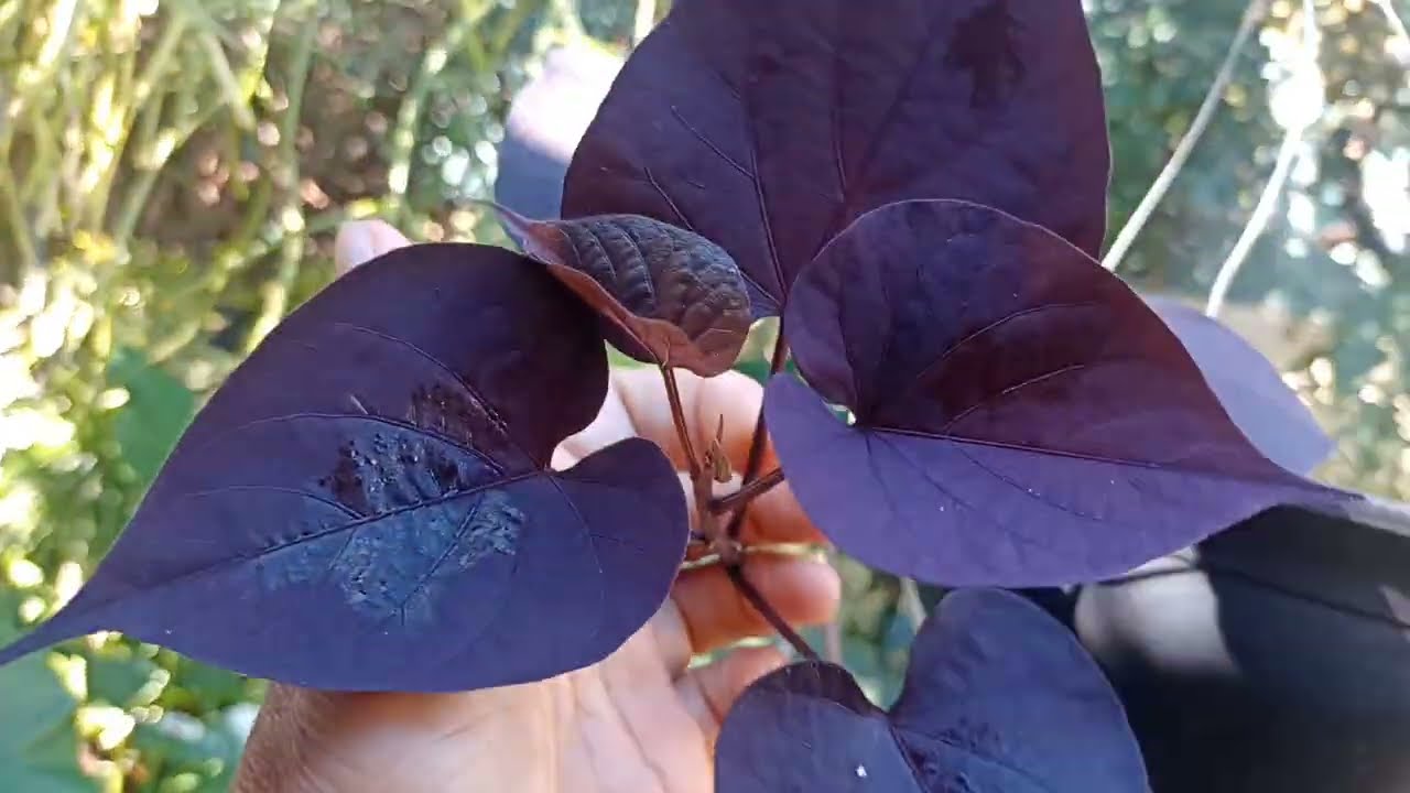 Bora Ver Essas Lindas Depois De Dias de Chuva 