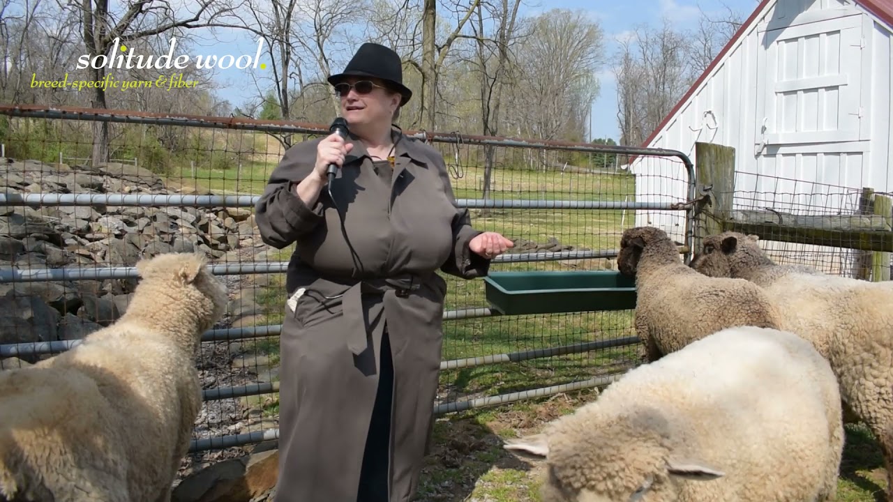 Solitude Wool's Roving Reporter scoops bombshell announcement from local Romney sheep