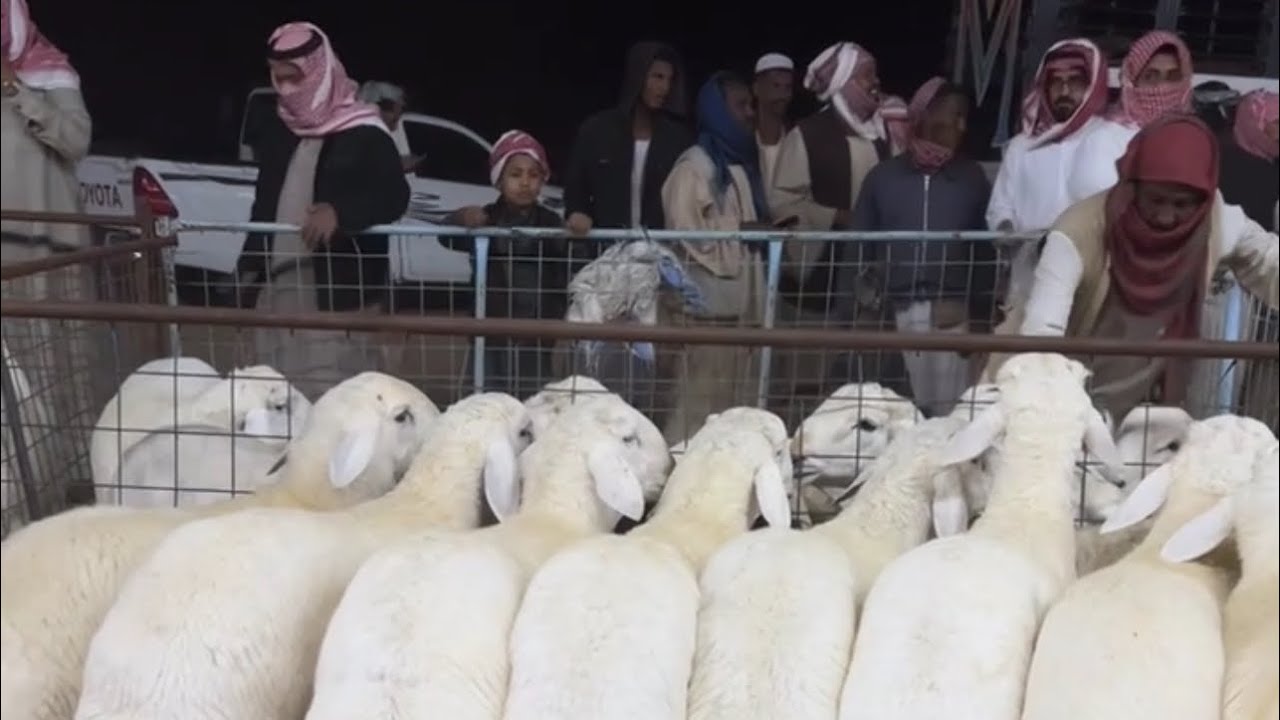اسعار الطليان الوسط بسوق الاربعاء بعد صلاه التراويح بالقرشيات شمال الطايف ١٤٤٧/٩/٨هـ