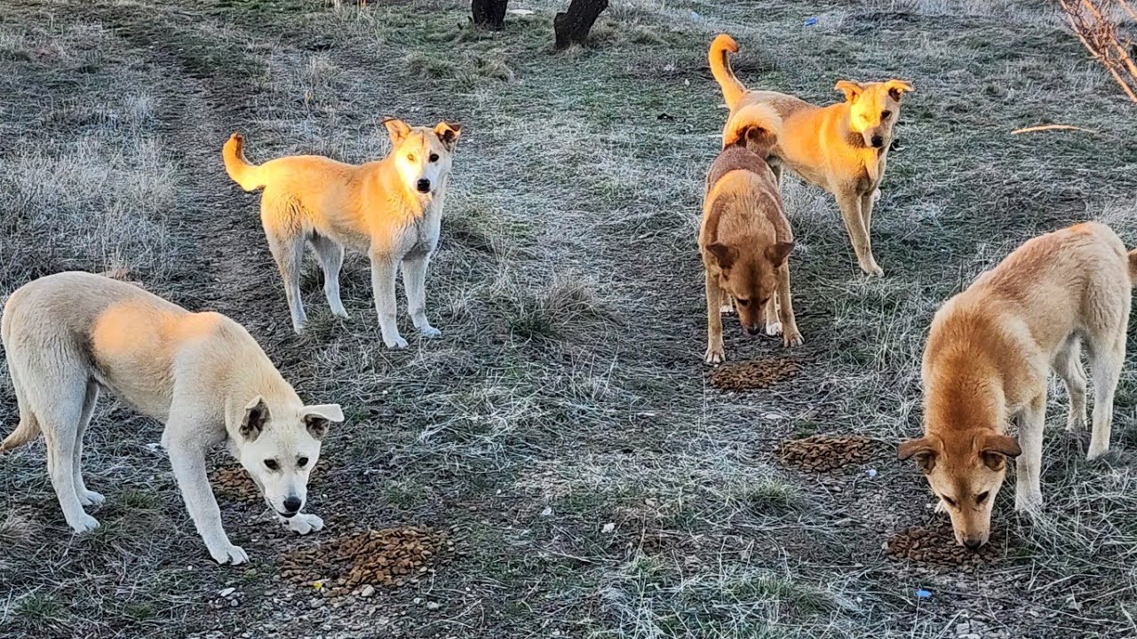 04 Mart 2026 #kadirsevda #ramadanwithyoutube #animals #sokakhayvanları #puppy #dog #kedi #köpek