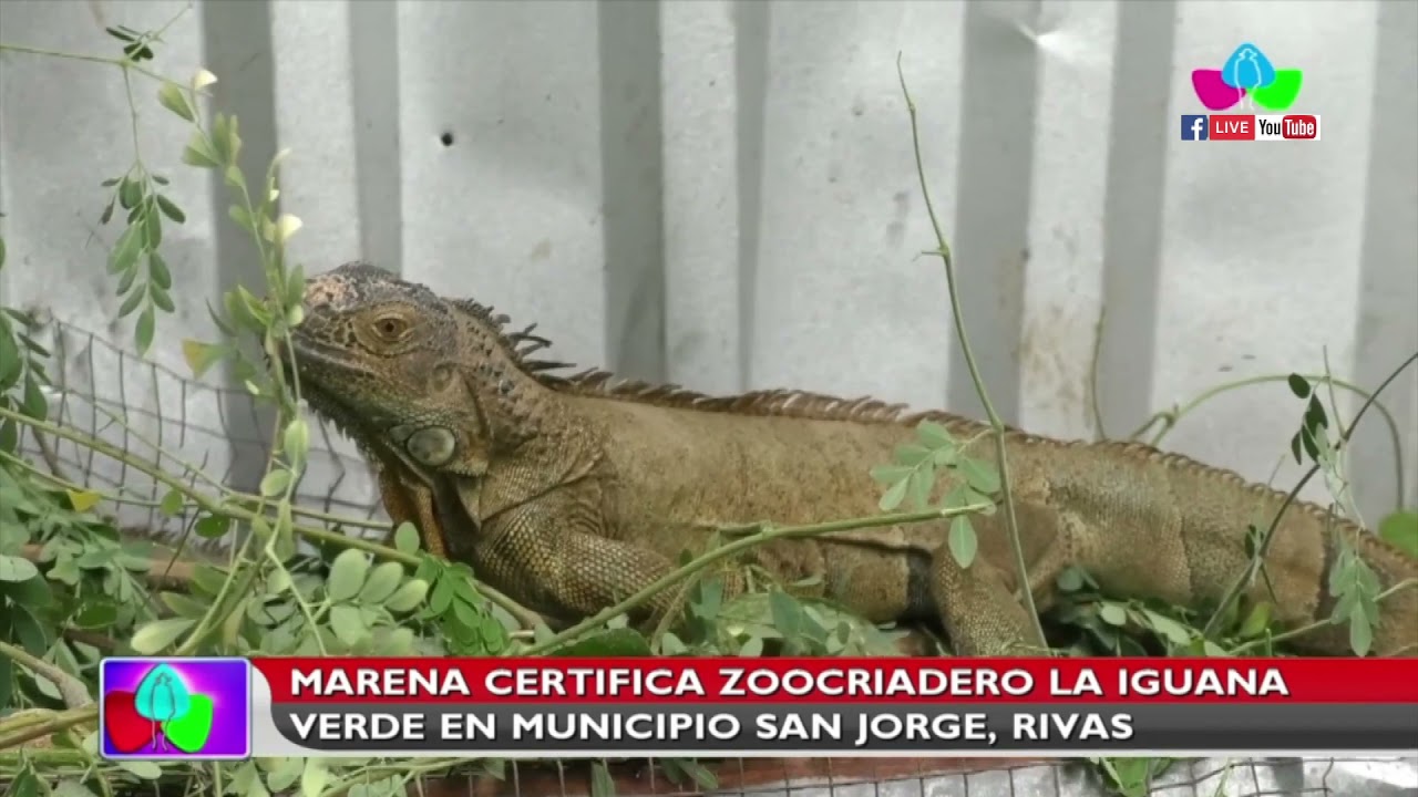 MARENA certifica zoocriadero La Iguana Verde en el municipio de San Jorge, Rivas