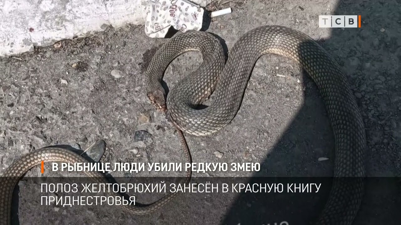 В РЫБНИЦЕ ЛЮДИ УБИЛИ РЕДКУЮ ЗМЕЮ