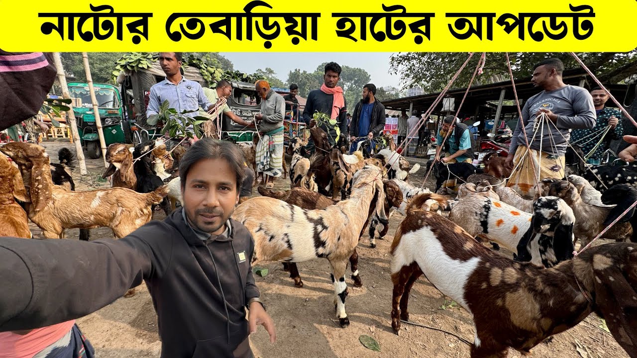 নাটোর তেবাড়িয়া হাটের আপডেট ছোট বড় ক্রস ছাগলের দাম জানুন Goat market bd