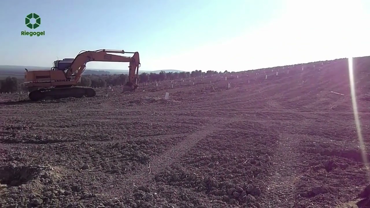 Riegogel: Olive plantation in the Municipality of Marchena in Seville