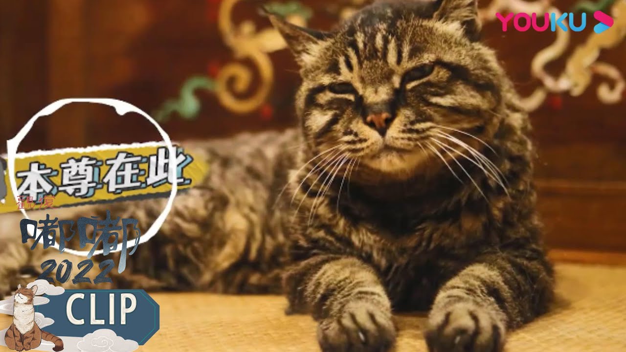 人不如猫，观复猫家族大盘点 | 观复嘟嘟 2022 | 优酷纪实 YOUKU DOCUMENTARY