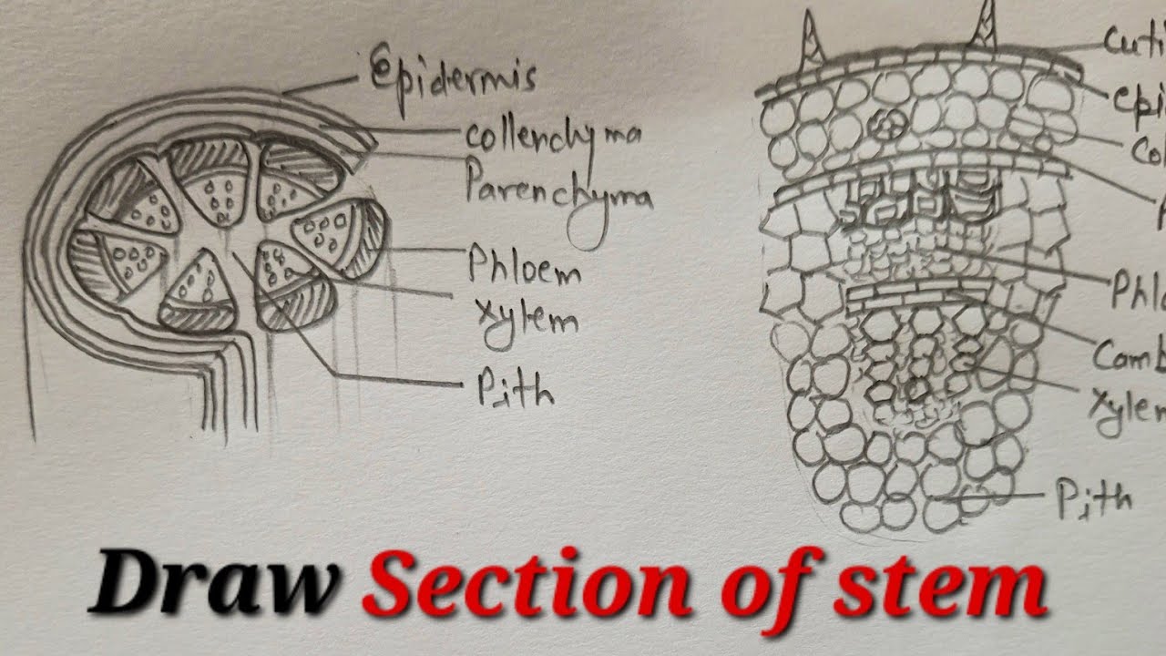 Section of stem drawing class 9, Draw Section of stem easy  for class 9, Section of stem drawing
