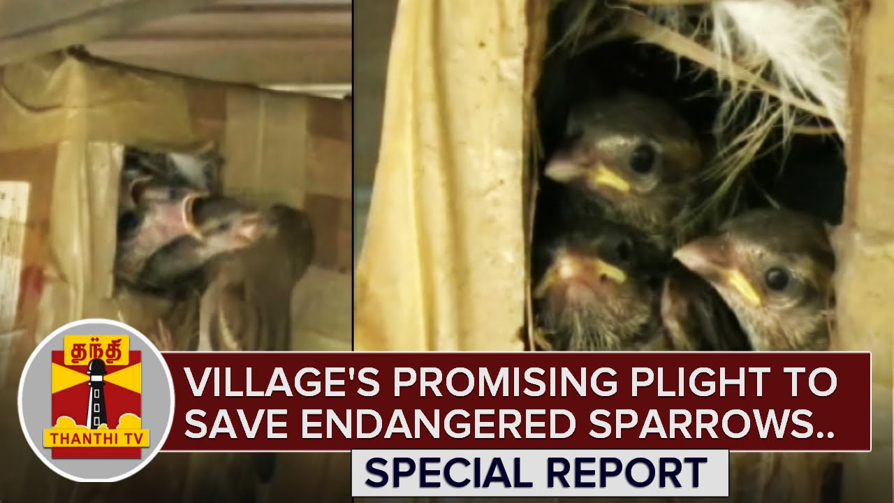 Village's promising Plight to save the endangered Sparrows - ThanthI TV