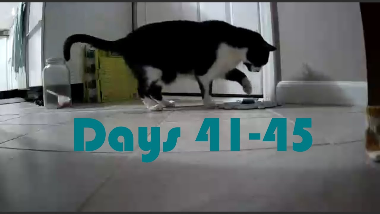 Days 41-45 | Signs of Progress! (1/3) | Teaching Our Cats to Talk