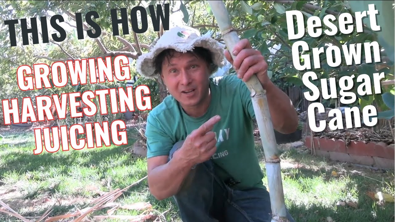 How to Grow + Juice Tropical Sugar Cane in the Non-Tropical Desert