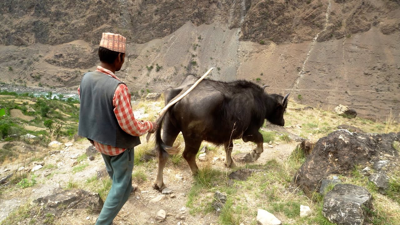 He is dharme brother from rural Nepal @ruralnepall