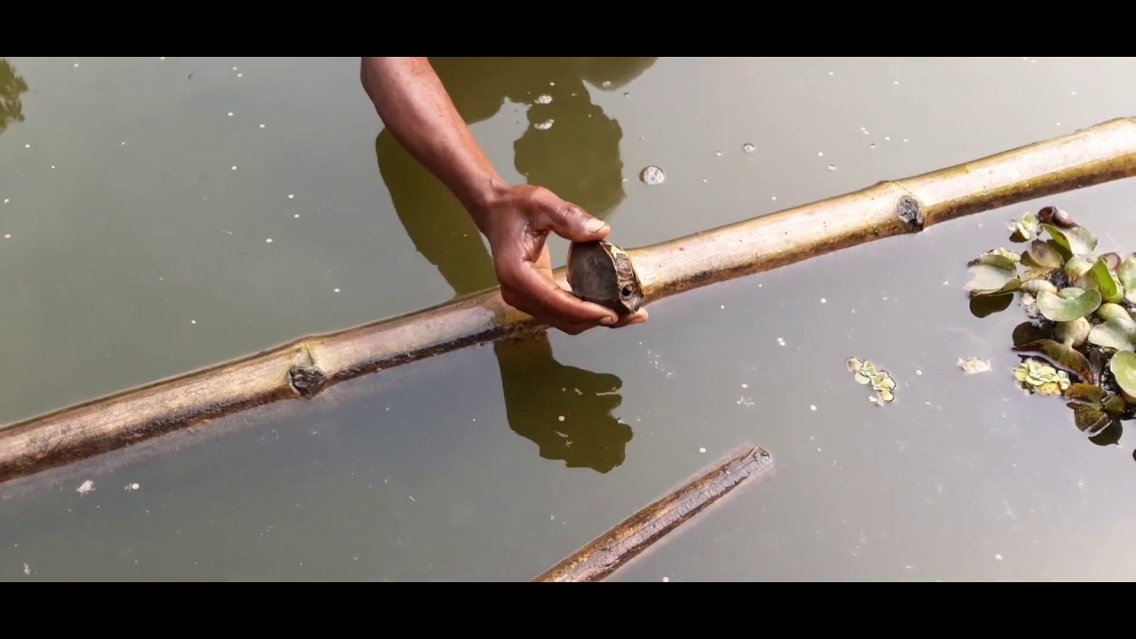 #unique idea|| স্বল্প খরচে কচ্ছপের খামারে এত লাভ, না দেখলে বুঝতেই পারবেন না।