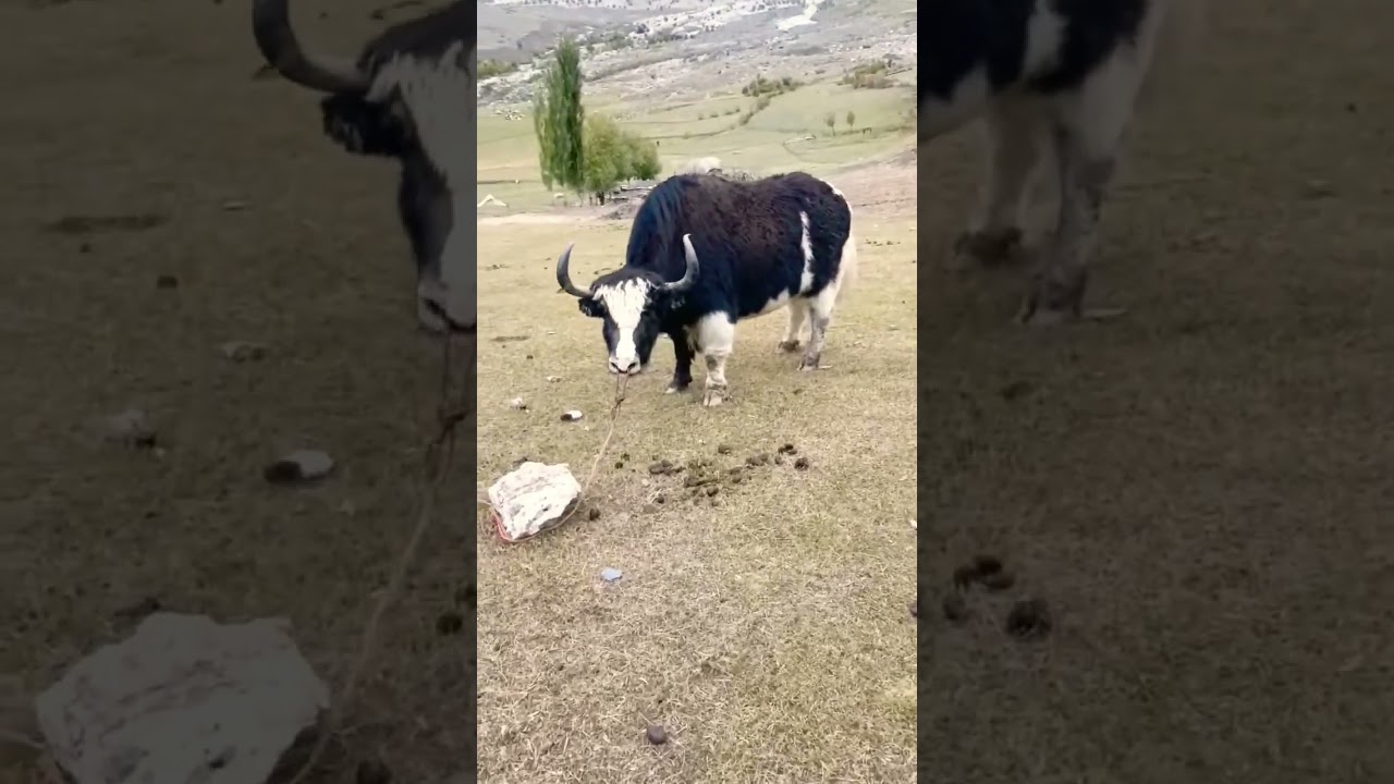 yak animal sound 